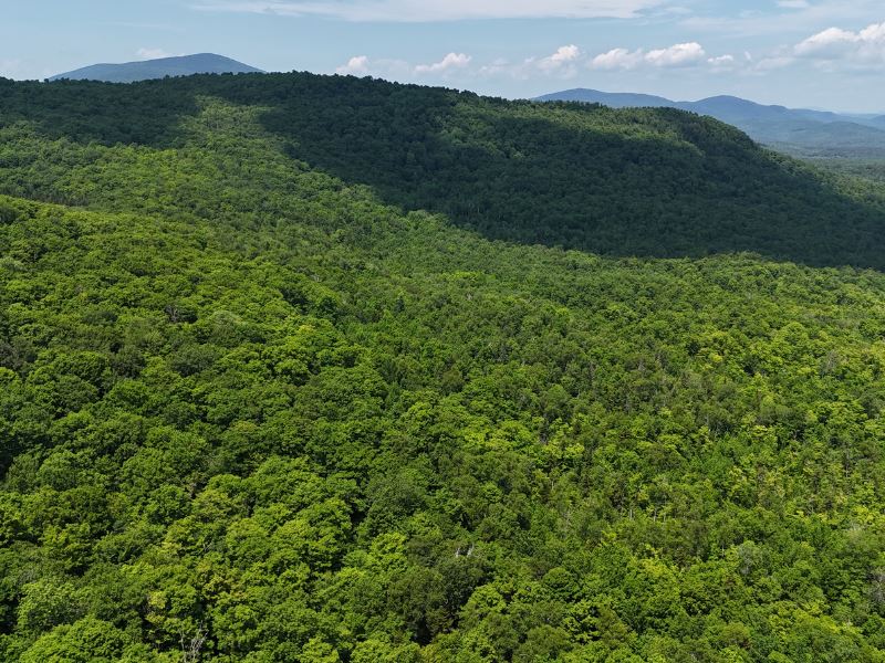 Caldwell Forest : Topsham : Orange County : Vermont