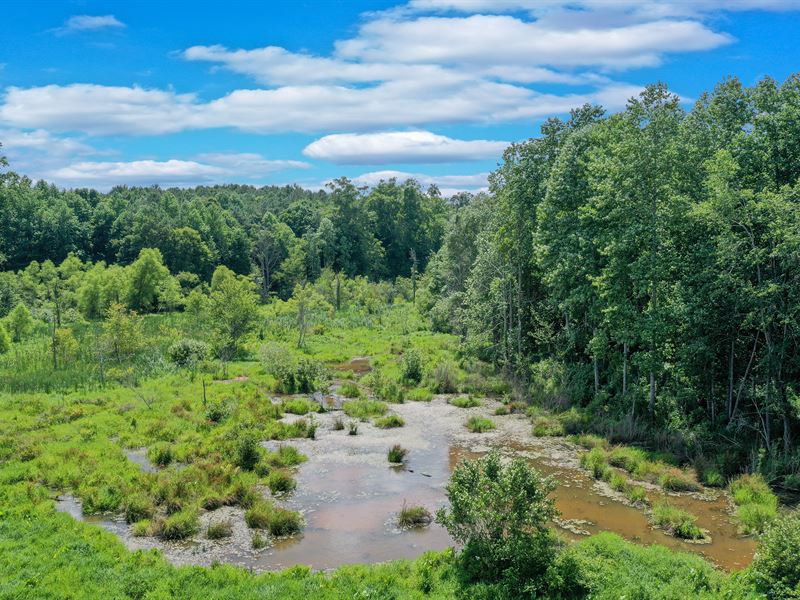 Timber and Wetland Near Athens : Winterville : Oglethorpe County : Georgia