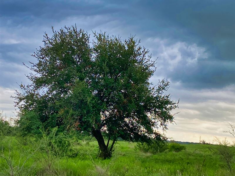 10.67 Acres Near San Antonio : Yokum : Gonzales County : Texas