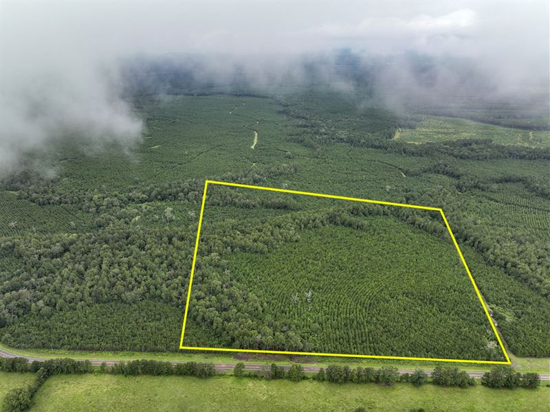 36 Acres, T-27 Eliot : Groveton : Trinity County : Texas