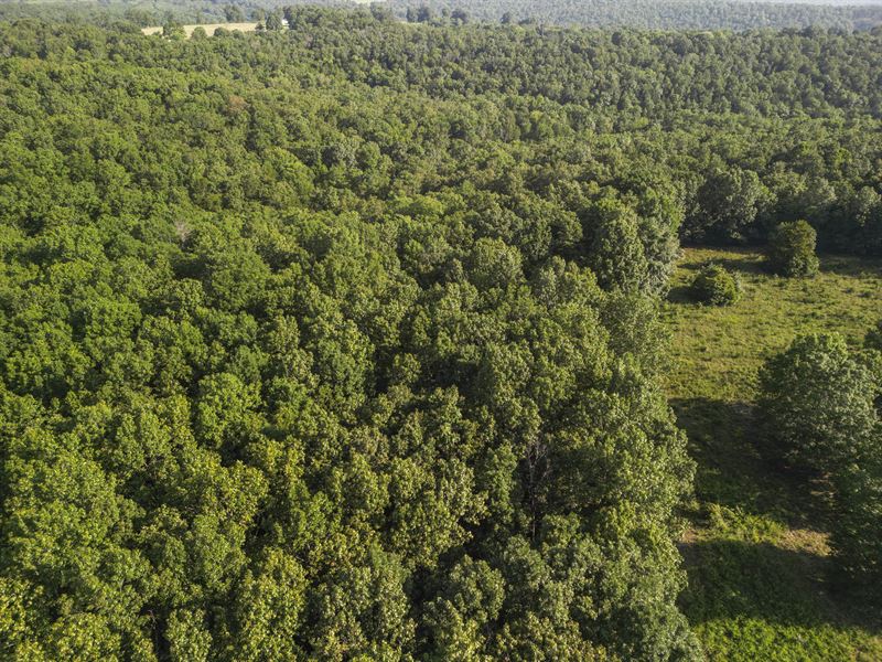 Wooded Land Near Norfork Lake : Tecumseh : Ozark County : Missouri