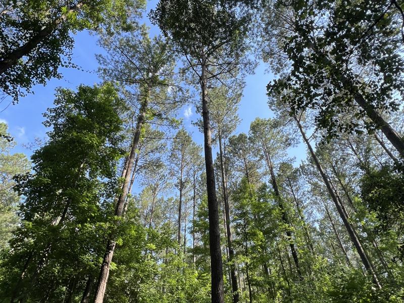 185 Acres Hunting and Timberland : Demopolis : Marengo County : Alabama