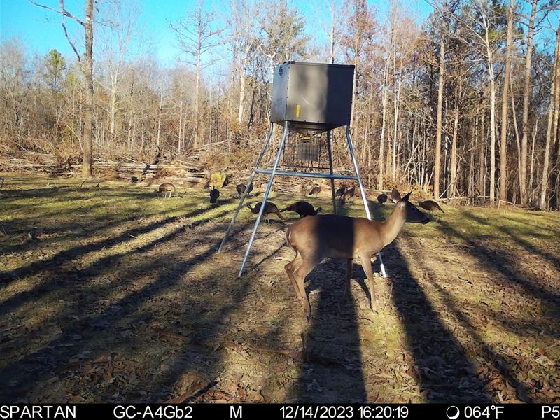 32 Acre Deer & Turkey : Shottsville : Marion County : Alabama