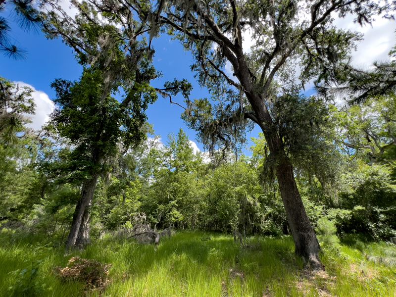 Brushy Hammock Farm Lot 6, 49 Ac : Mayo : Lafayette County : Florida