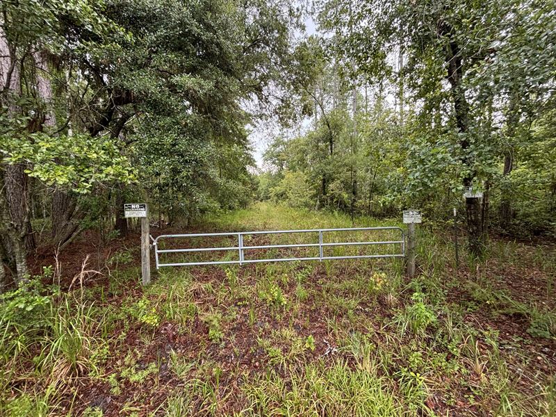 Brushy Hammock Farm Lot 1, 100 Ac : Mayo : Lafayette County : Florida