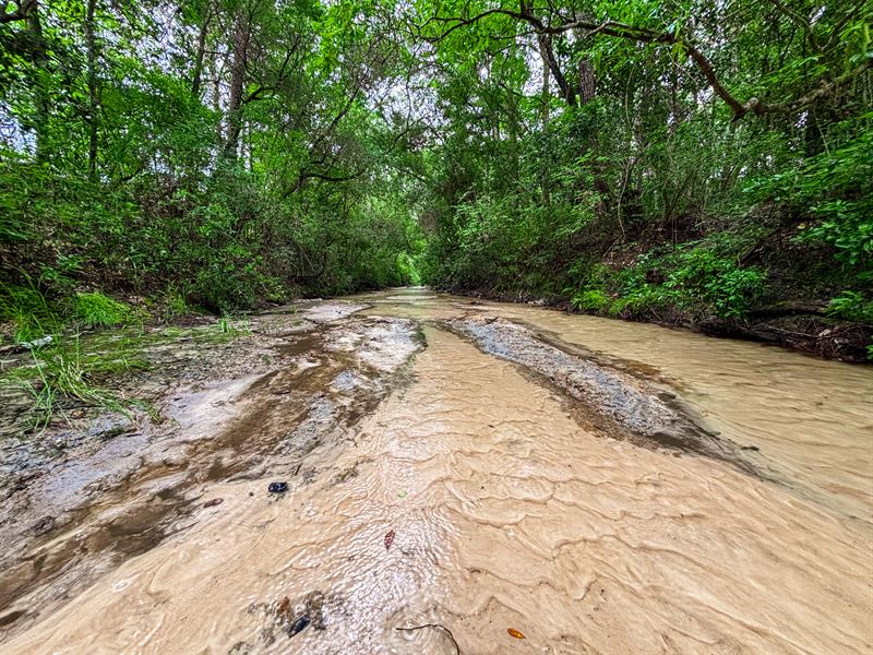 Pine Log Creek 806 Ac Timberland : Defuniak Springs : Walton County : Florida