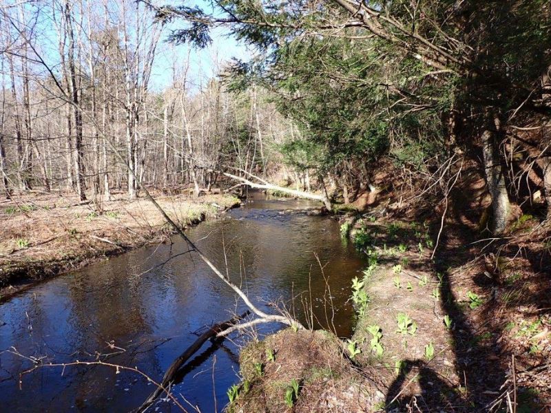 O'malley Brook Forest : Colton : Saint Lawrence County : New York