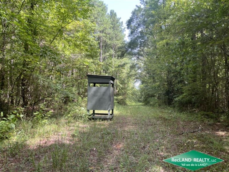 320 Ac Hardwood Hunting Tract : Bradley : Lafayette County : Arkansas