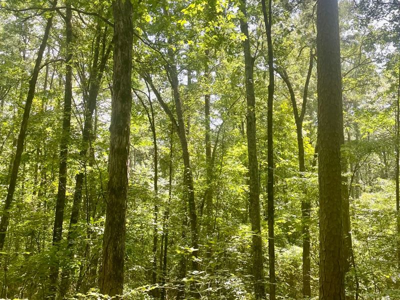 Wooded Hunting Land, 40 Acres : Oil Trough : Independence County : Arkansas