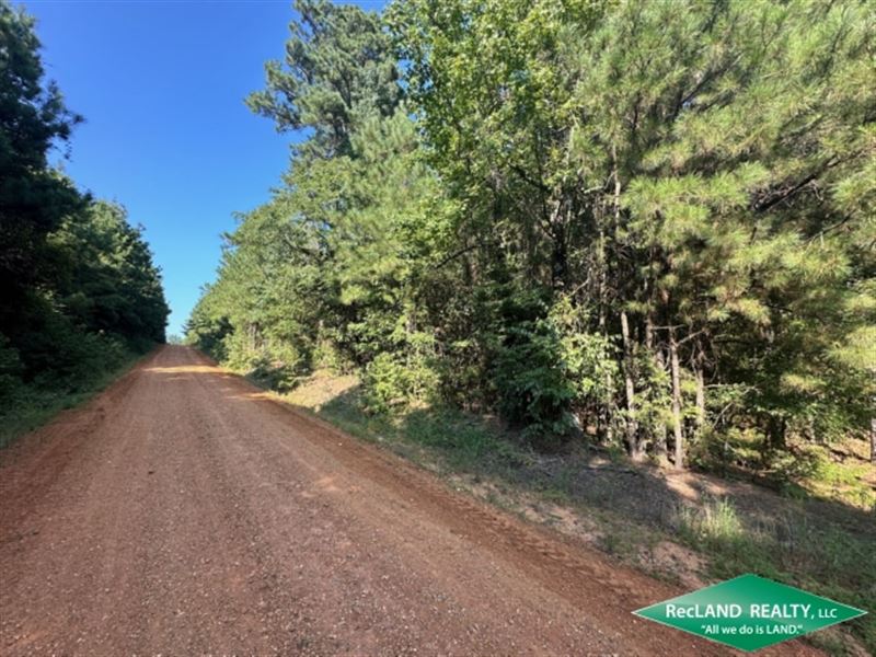 11.5 Ac, Timberland for Home Site : Downsville : Union Parish : Louisiana