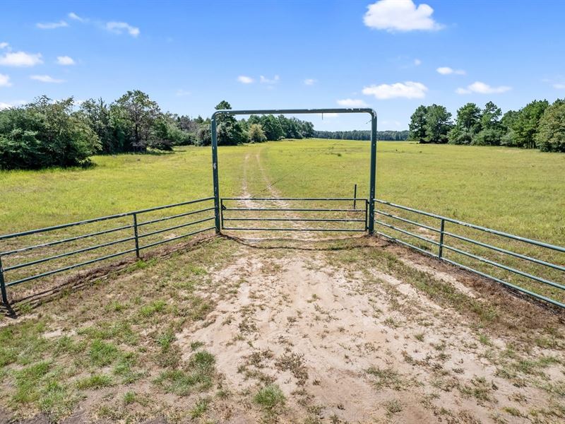 Cattle and Hunting Ranch : Grapeland : Anderson County : Texas