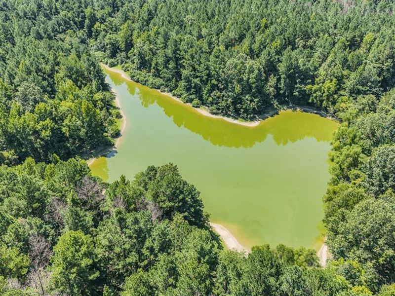 Hunting and Timberland for Sale : Port Gibson : Claiborne County : Mississippi