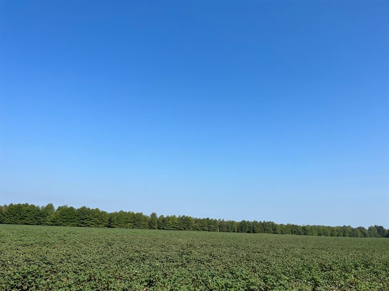 37.4 Acres in Quitman County, MS : Marks : Quitman County : Mississippi