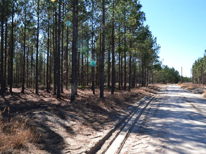 Quarter Branch Tract : Westville : Kershaw County : South Carolina