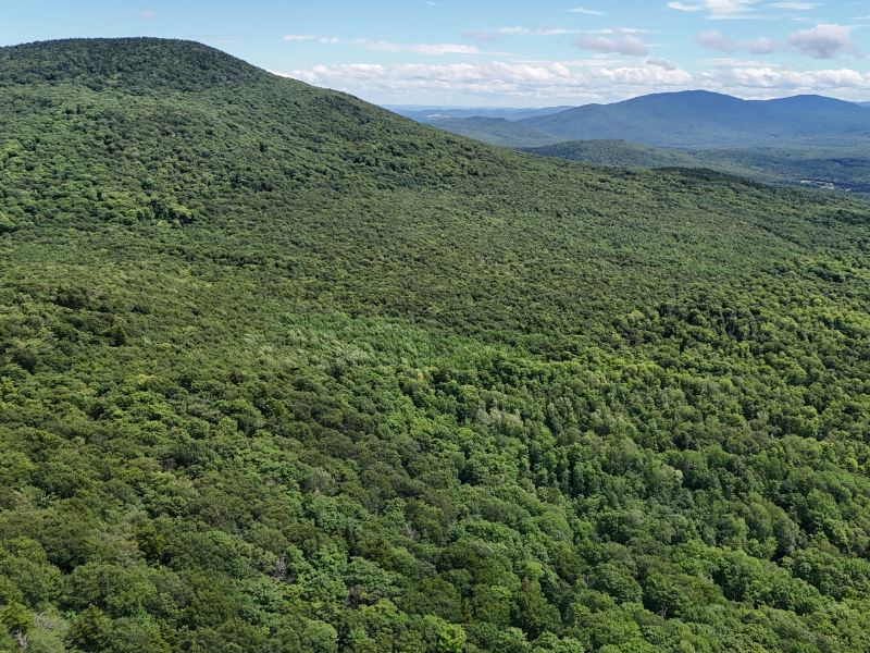 Coolidge Range Forest : Shrewsbury : Rutland County : Vermont