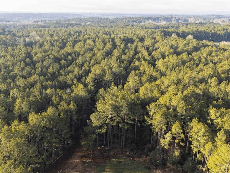 Hunting Land for Sale in Franklin : McCall Creek : Franklin County : Mississippi