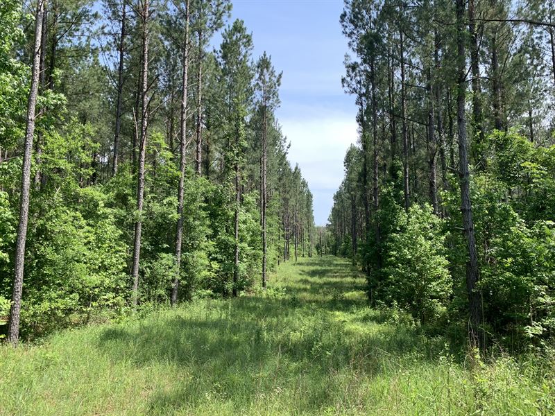 Timberlane Road NE : Wesson : Lincoln County : Mississippi