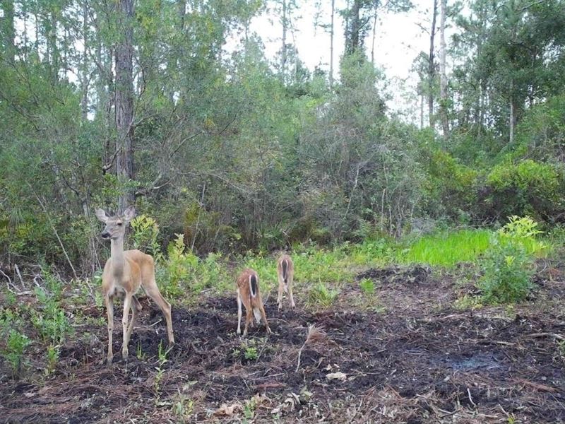 Oregon Trial Hunting Retreat : Greenville : Madison County : Florida