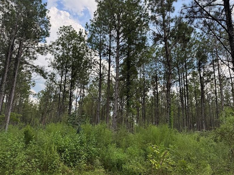 120 Acre Hunter's Paradise in South : Liberty : Amite County : Mississippi