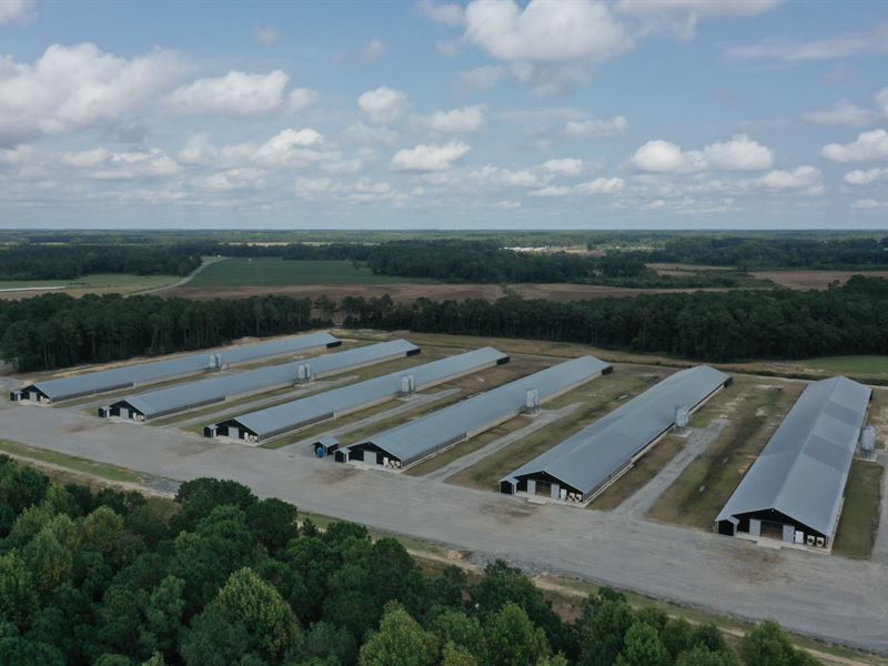 Rhodes Turkey Farm : Pink Hill : Duplin County : North Carolina