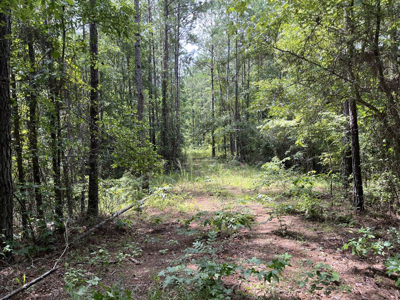 40 Acres Greene County, AL : Mantua : Greene County : Alabama