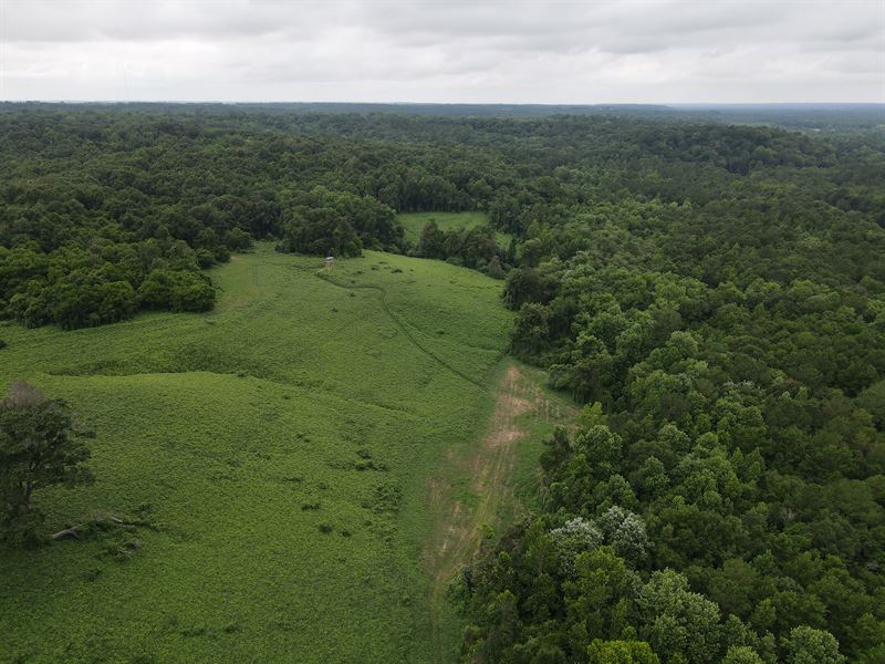 For Sale 130 Acres Dale County : Newton : Dale County : Alabama