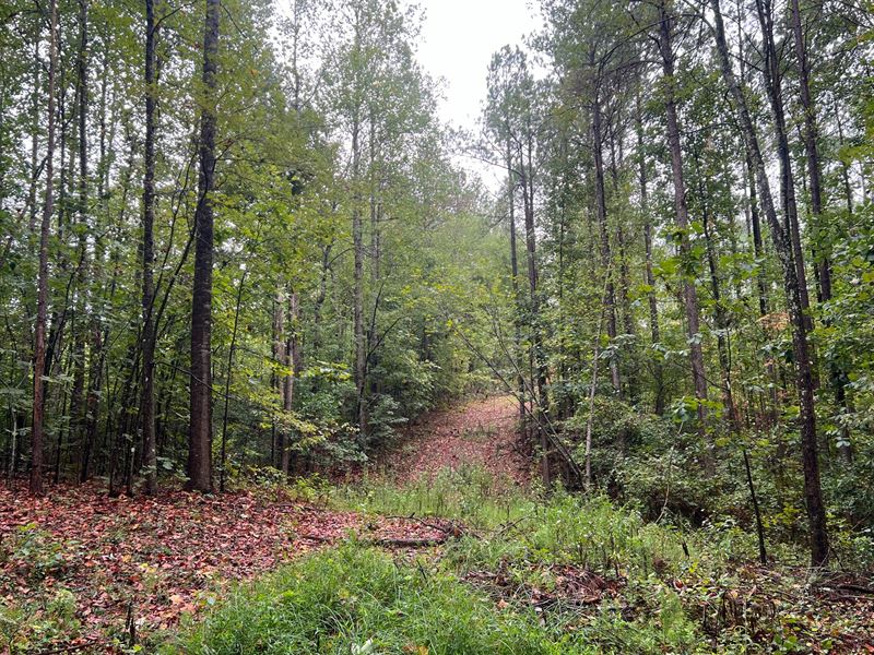 Bear Creek 50 : Bear Creek : Marion County : Alabama