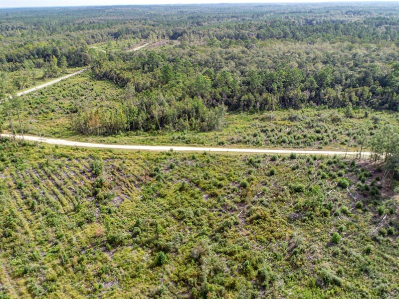 156 Ac Timber & Recreational Invest : Bonifay : Washington County : Florida