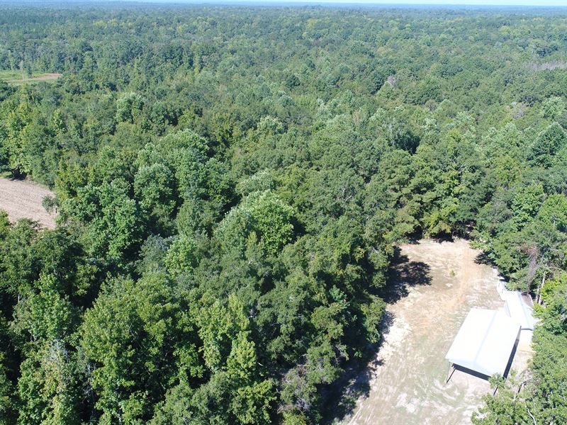 13 Ac Butler Co Pigeon Creek Rd : Greenville : Butler County : Alabama