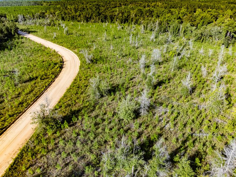 31.7 Ac Homesite and Timber Investm : Telogia : Liberty County : Florida