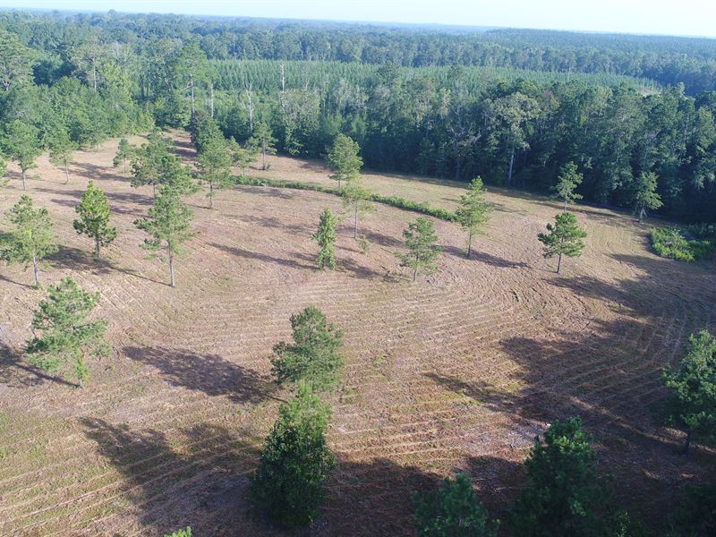 10.5 Ac Butler Co : Greenville : Butler County : Alabama