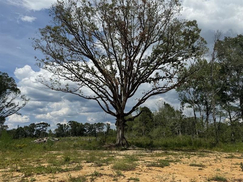 32 Acres Land for Sale Amite County : Gloster : Amite County : Mississippi