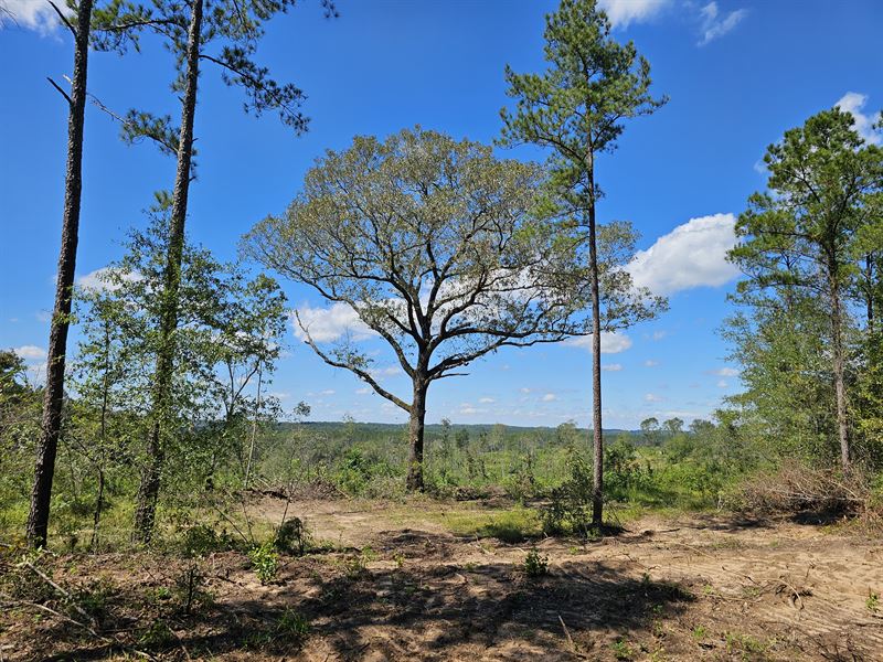 Room for A View : Ariton : Dale County : Alabama