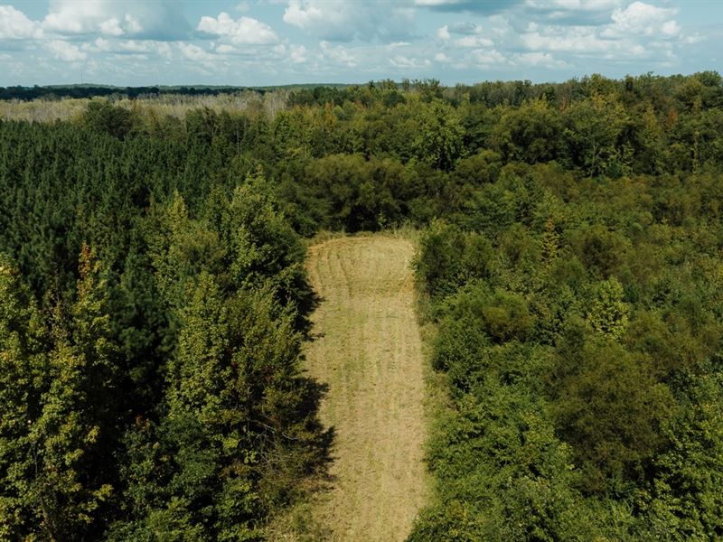 252 Acres in Lamar County, Alabama : Millport : Lamar County : Mississippi