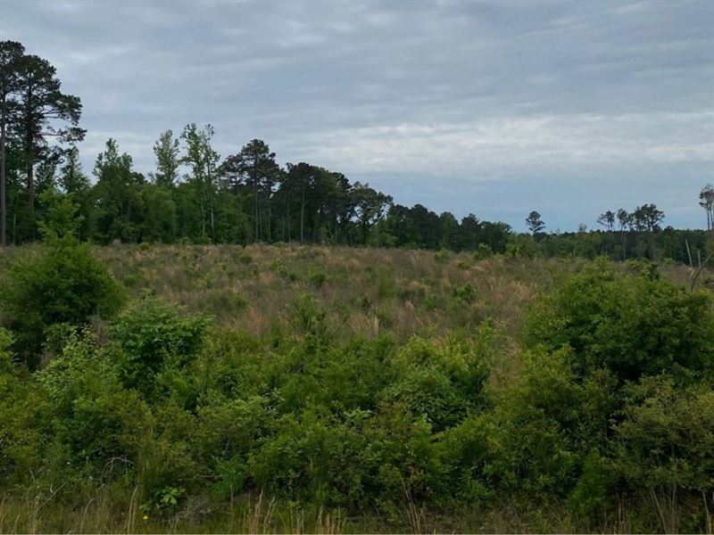 Powell Plantation Tract 6 : Deberry : Panola County : Texas