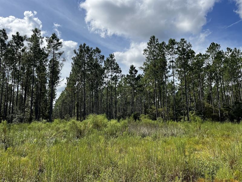 Rose Woodlands : Tallahassee : Leon County : Florida