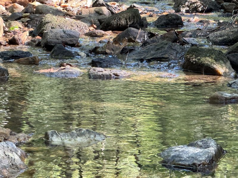 106 Acre Pine Plantation, Talla : Jacksons Gap : Tallapoosa County : Alabama