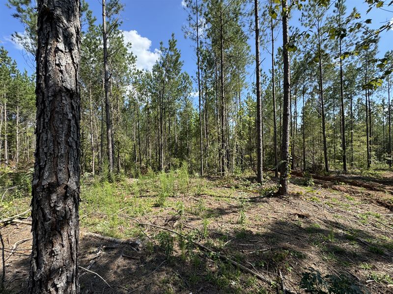 23 Ac Pine Plantation with Flow : Dadeville : Tallapoosa County : Alabama