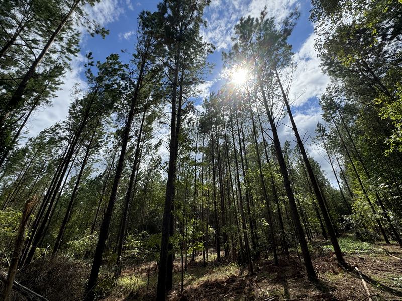 41.84 Ac, Pine Plantation Close : Dadeville : Tallapoosa County : Alabama