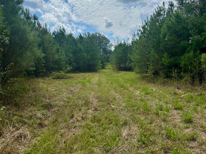 221 Acres Winston County, MS : Louisville : Winston County : Mississippi