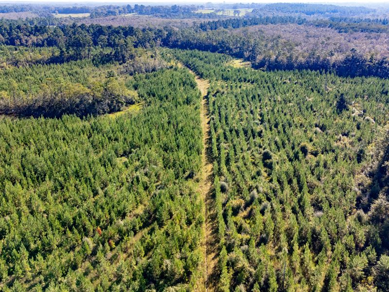 181 Ac Timber & Recreational Invesm : Bonifay : Holmes County : Florida