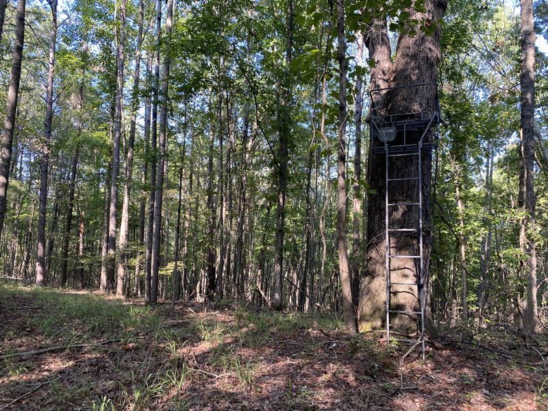 Hunting Camp for Sale in TN : Savannah : Hardin County : Tennessee