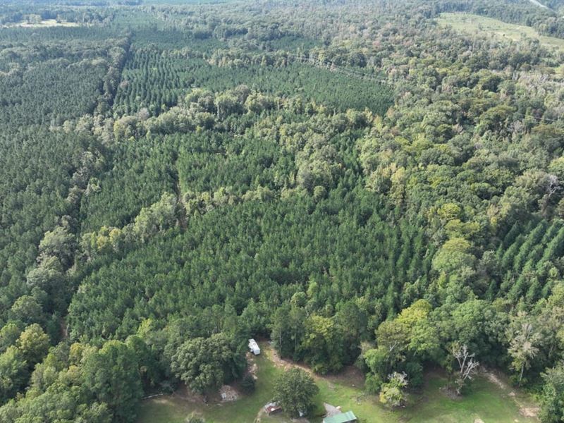 Ansley Hardwood Tract North, Jackso : Ruston : Jackson Parish : Louisiana