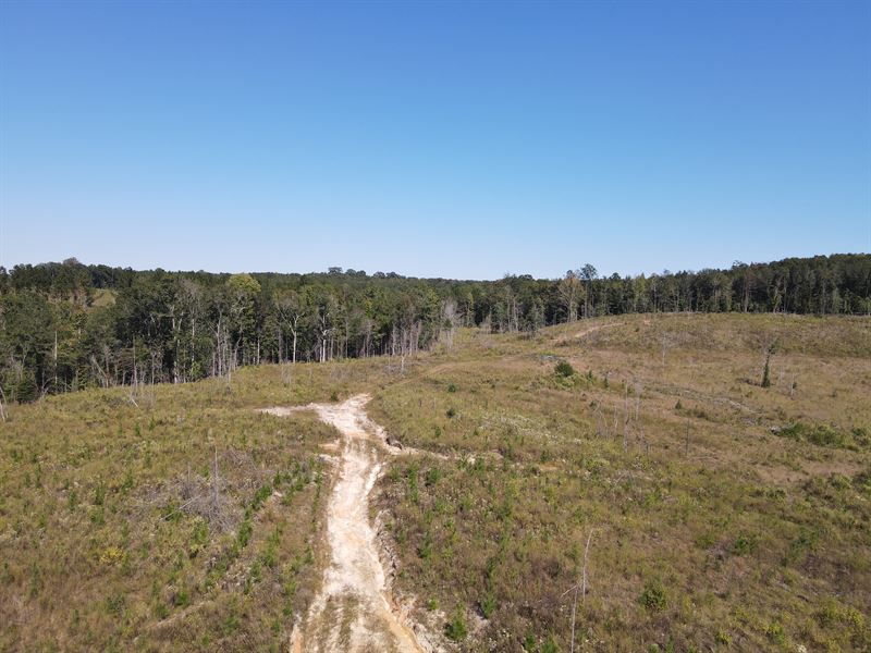 45 Acres Oakey Streak Rd : Dozier : Covington County : Alabama