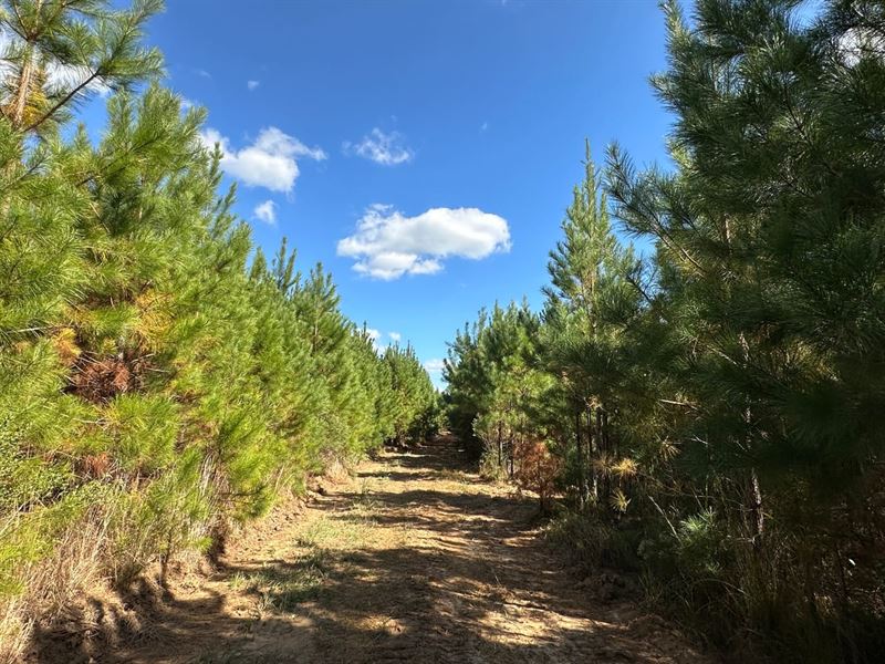 Olustee Creek Tract, 211 Acres Mont : Pine Level : Montgomery County : Alabama