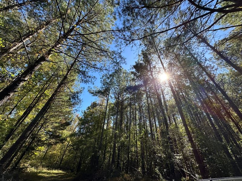 Cane Creek Tract, 654 Acres : West Blocton : Bibb County : Alabama