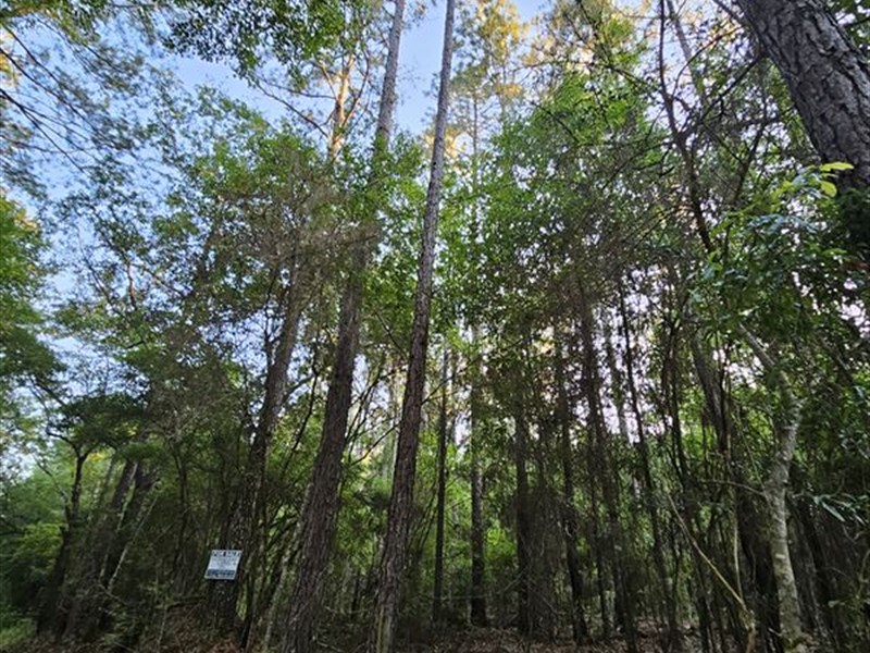 Good Timber with Some Cultivation : Kinston : Geneva County : Alabama