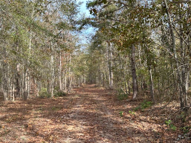 18.77 Acres Wooded : Hephzibah : Burke County : Georgia