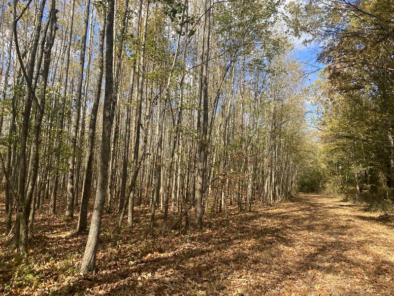 Land for Sale in Tn, Creek : Saltillo : Hardin County : Tennessee