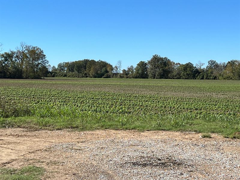 Ms, Yazoo 376 Acres : Yazoo : Yazoo County : Mississippi